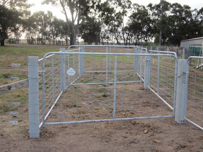 Alpaca husbandry