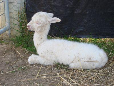Alpaca Gestation Calendar Calculate Birth Breeding Conception Birthing Date 